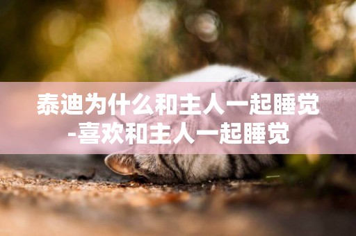 泰迪為什么和主人一起睡覺-喜歡和主人一起睡覺