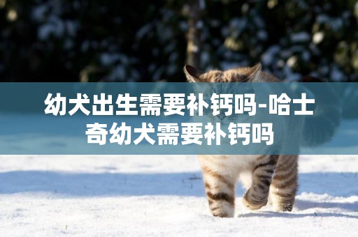 幼犬出生需要補鈣嗎-哈士奇幼犬需要補鈣嗎