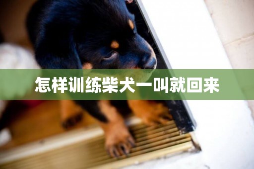 怎樣訓練柴犬一叫就回來