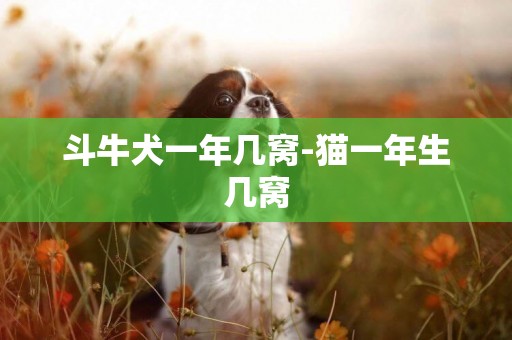 斗牛犬一年幾窩-貓一年生幾窩