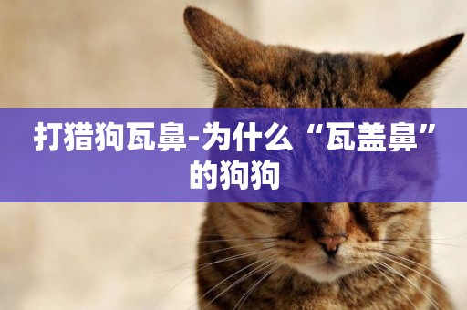 打獵狗瓦鼻-為什么“瓦蓋鼻”的狗狗