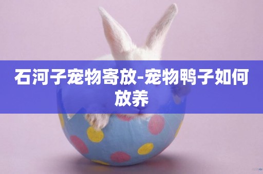 石河子寵物寄放-寵物鴨子如何放養