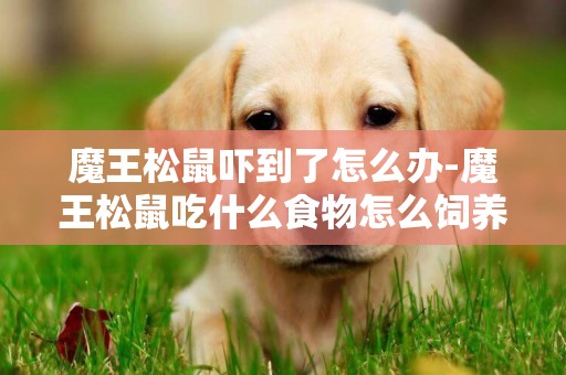 魔王松鼠嚇到了怎么辦-魔王松鼠吃什么食物怎么飼養