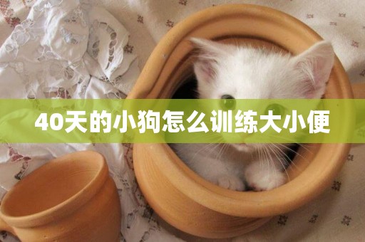 40天的小狗怎么訓練大小便