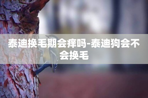 泰迪換毛期會癢嗎-泰迪狗會不會換毛