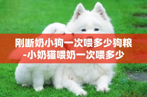 剛斷奶小狗一次喂多少狗糧-小奶貓喂奶一次喂多少