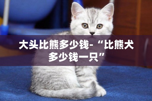 大頭比熊多少錢-“比熊犬多少錢一只”