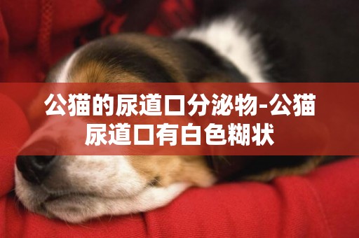 公貓的尿道口分泌物-公貓尿道口有白色糊狀