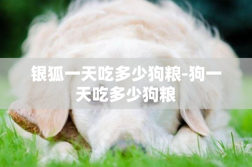 銀狐一天吃多少狗糧-狗一天吃多少狗糧