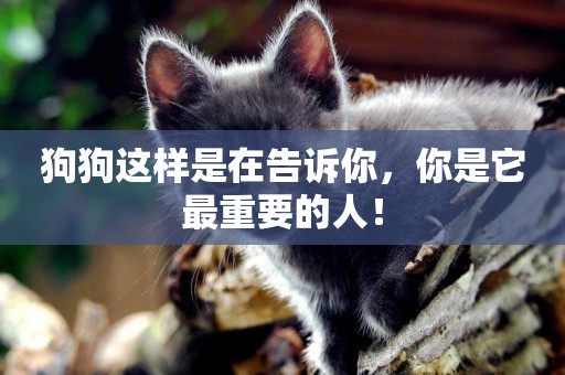 狗狗這樣是在告訴你，你是它最重要的人！
