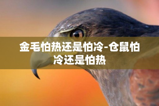 金毛怕熱還是怕冷-倉鼠怕冷還是怕熱