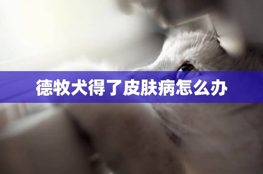 德牧犬得了皮膚病怎么辦