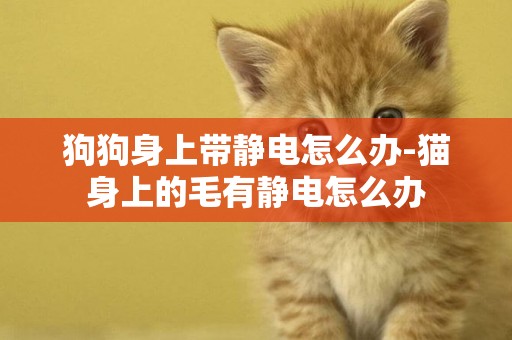 狗狗身上帶靜電怎么辦-貓身上的毛有靜電怎么辦