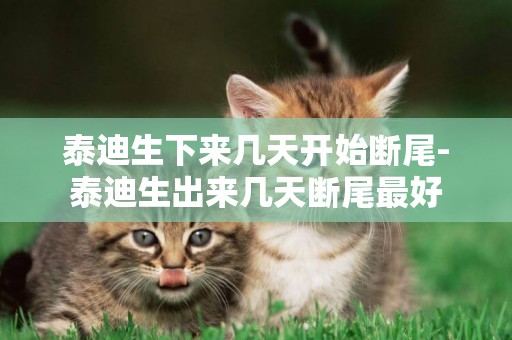 泰迪生下來幾天開始斷尾-泰迪生出來幾天斷尾最好