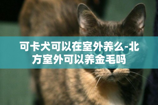 可卡犬可以在室外養么-北方室外可以養金毛嗎