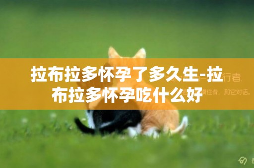 拉布拉多懷孕了多久生-拉布拉多懷孕吃什么好