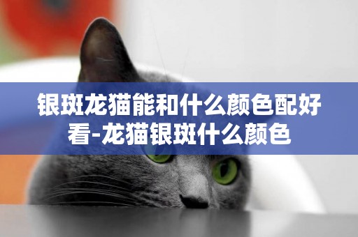 銀斑龍貓能和什么顏色配好看-龍貓銀斑什么顏色