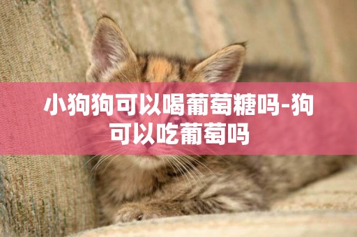 小狗狗可以喝葡萄糖嗎-狗可以吃葡萄嗎