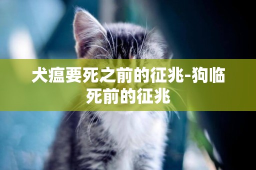 犬瘟要死之前的征兆-狗臨死前的征兆