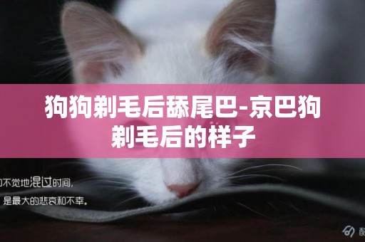 狗狗剃毛后舔尾巴-京巴狗剃毛后的樣子