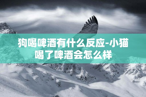 狗喝啤酒有什么反應-小貓喝了啤酒會怎么樣