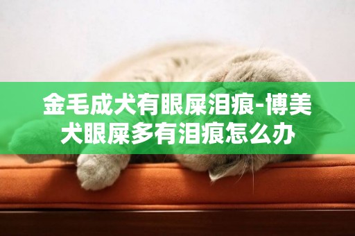 金毛成犬有眼屎淚痕-博美犬眼屎多有淚痕怎么辦