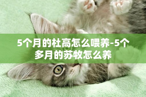5個月的杜高怎么喂養-5個多月的蘇牧怎么養