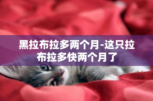 黑拉布拉多兩個月-這只拉布拉多快兩個月了
