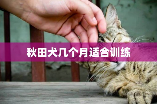 秋田犬幾個月適合訓練