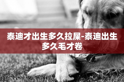 泰迪才出生多久拉屎-泰迪出生多久毛才卷