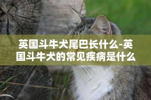 英國斗牛犬尾巴長什么-英國斗牛犬的常見疾病是什么