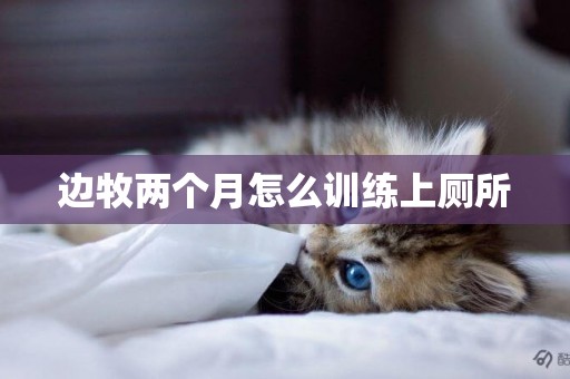 邊牧兩個月怎么訓練上廁所