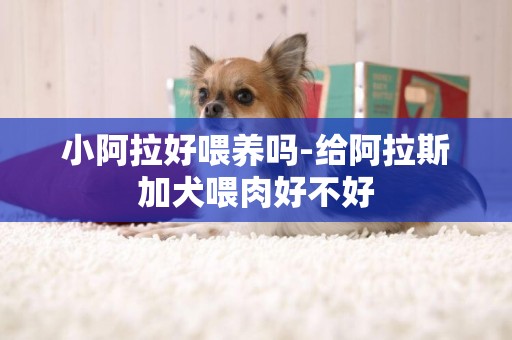 小阿拉好喂養嗎-給阿拉斯加犬喂肉好不好