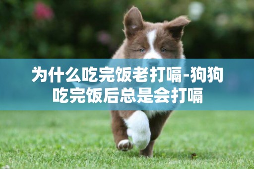 為什么吃完飯老打嗝-狗狗吃完飯后總是會打嗝