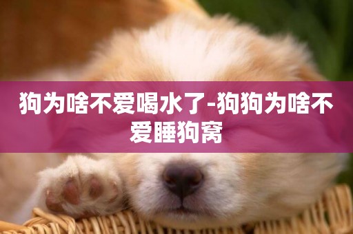 狗為啥不愛喝水了-狗狗為啥不愛睡狗窩