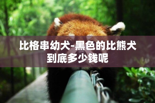 比格串幼犬-黑色的比熊犬到底多少錢呢