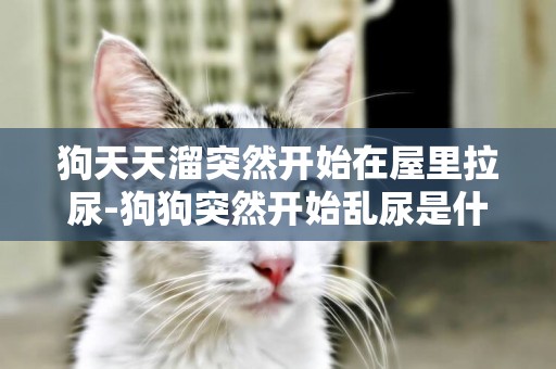 狗天天溜突然開始在屋里拉尿-狗狗突然開始亂尿是什么原因