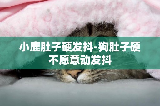 小鹿肚子硬發抖-狗肚子硬不愿意動發抖