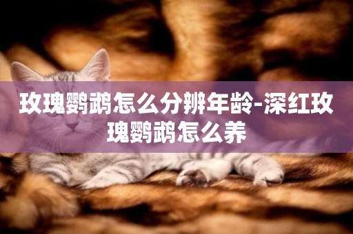 玫瑰鸚鵡怎么分辨年齡-深紅玫瑰鸚鵡怎么養