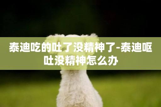 泰迪吃的吐了沒精神了-泰迪嘔吐沒精神怎么辦