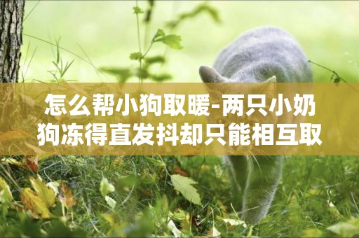 怎么幫小狗取暖-兩只小奶狗凍得直發抖卻只能相互取暖