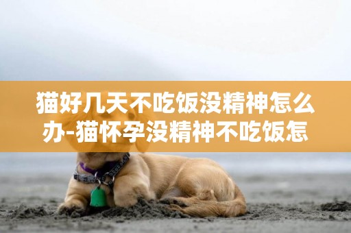 貓好幾天不吃飯沒精神怎么辦-貓懷孕沒精神不吃飯怎么辦