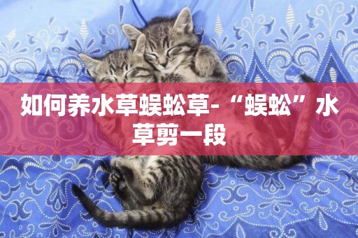 如何養水草蜈蚣草-“蜈蚣”水草剪一段