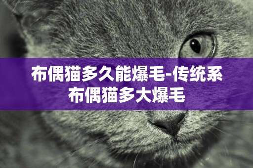 布偶貓多久能爆毛-傳統系布偶貓多大爆毛