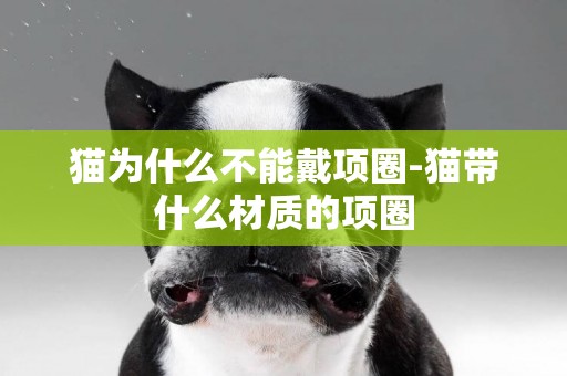 貓為什么不能戴項圈-貓帶什么材質的項圈