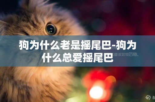 狗為什么老是搖尾巴-狗為什么總愛搖尾巴