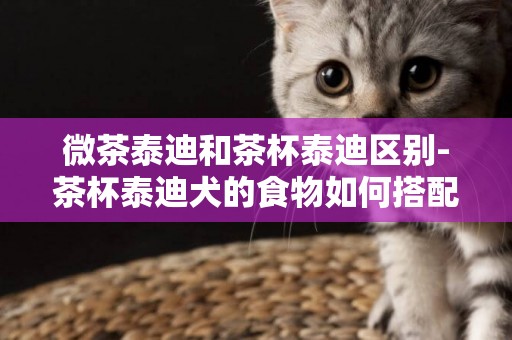 微茶泰迪和茶杯泰迪區別-茶杯泰迪犬的食物如何搭配