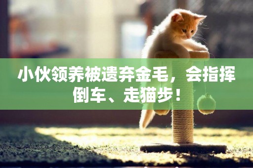 小伙領養被遺棄金毛，會指揮倒車、走貓步！
