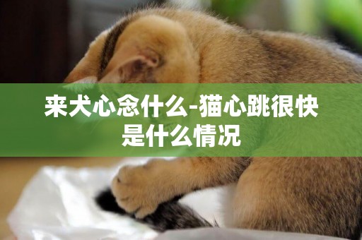 來犬心念什么-貓心跳很快是什么情況