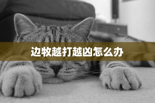邊牧越打越兇怎么辦